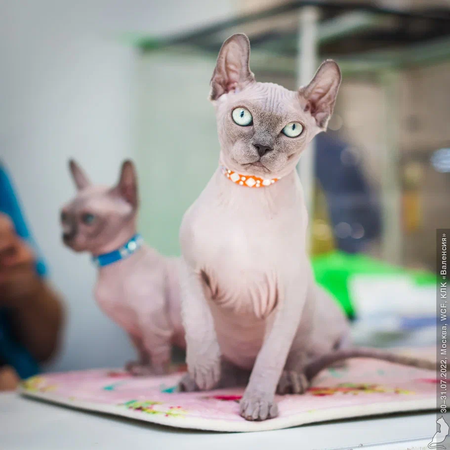 20220730_2214.jpg 20220730_2214.jpg